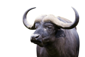 buffalo-removebg-preview