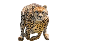 cheetah-removebg-preview