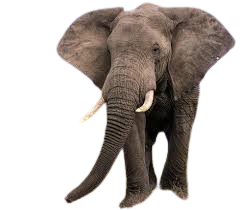elephant-removebg-preview
